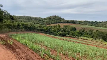 Rural / Fazenda em São Carlos , Comprar por R$Consulte-nosAlugar por R$(L) 0,00